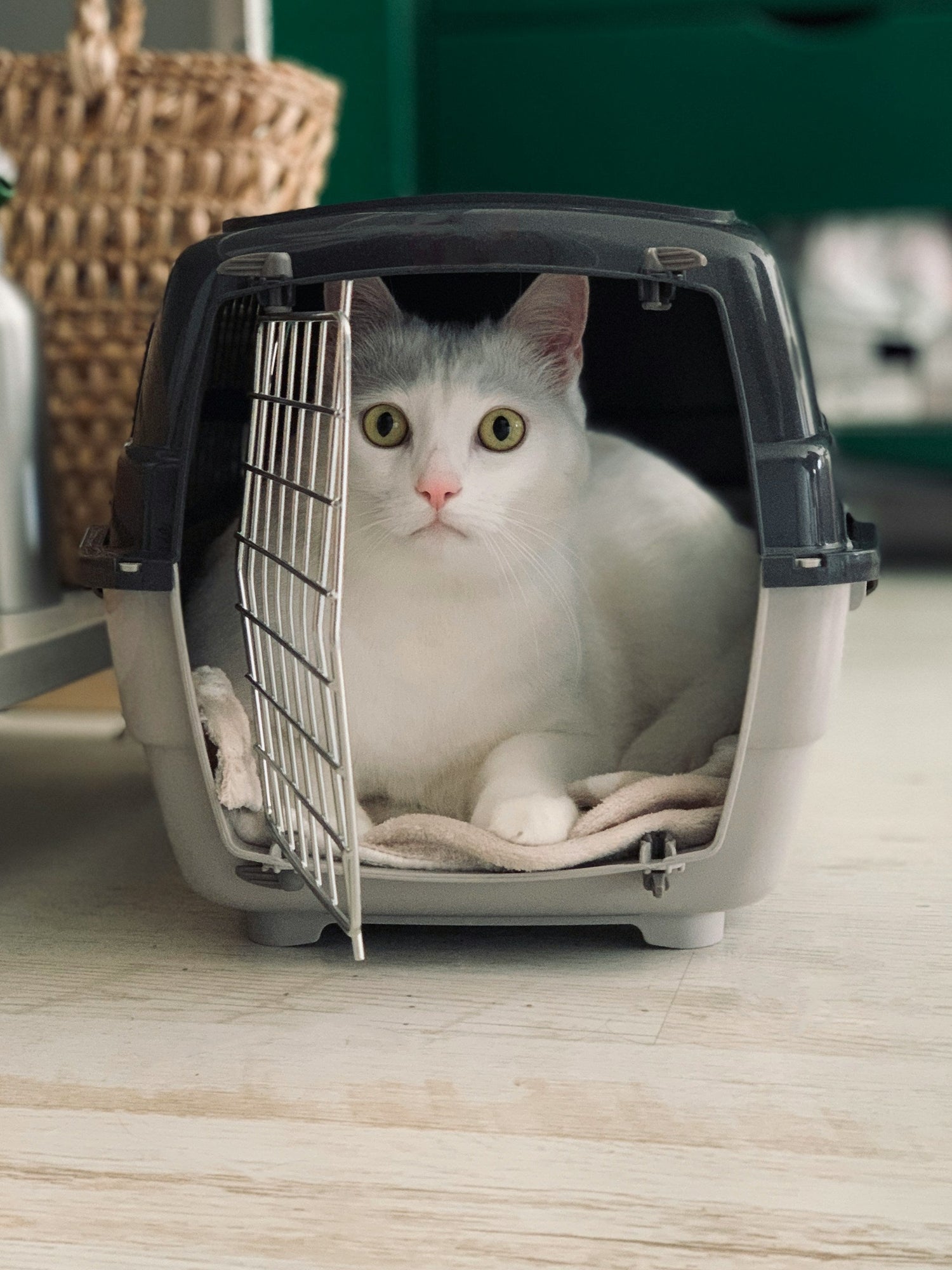 Travel & Carriers